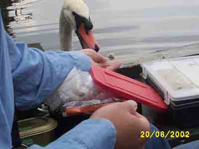 Feed me! Blenheim Grand Lake 2002 